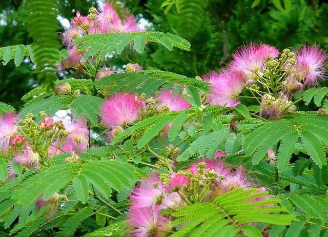 RARE Mimosa Pudica Plant~ Shame Plant with Ceramic Face Pot~Touch-Me-NOT Plant~Sleepy Plant~Sensitive Plant~Action Plant~Zombie Plant