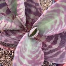 Rare Kalanchoe “Desert Surprise” Seeds ~ Humilis ~ Cactus ~ Cacti ~ Pretty Flowers ~ Easy ~ Flowers ~ Plants
