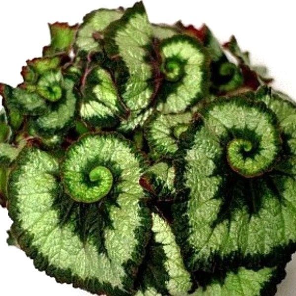 Green Rex Begonias Seeds ~ Plants ~ Garden ~ Grow Your Own ~ Spring Flowers ~ Instead of Flowers ~ Flowers