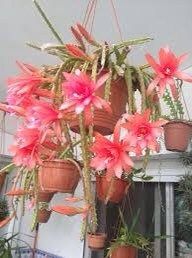 Aporophyllum Seeds ~ Rat Tail Cactus ~ Edna Bellamy ~ Cacti ~ Cool Flowers ~ Rare