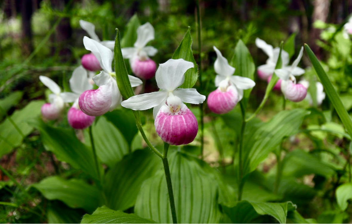 Showy Lady’s Slipper Orchid Starter Grow Kit ~ Cypripedium Parviflorum ~ Stocking Stuffers ~ Fun Projects