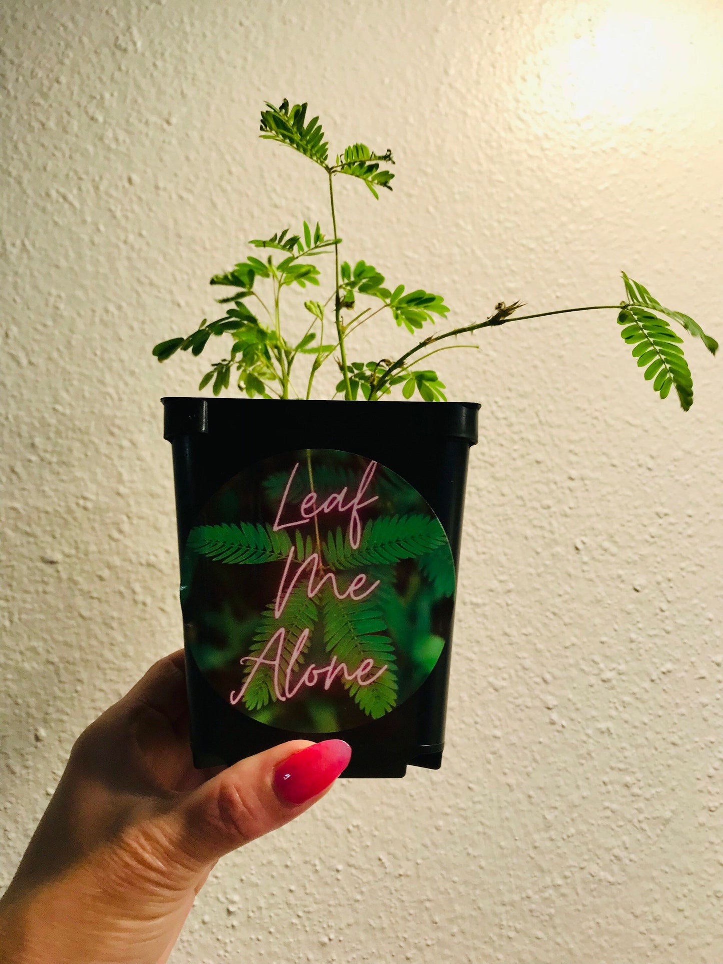 Leaf Me Alone Sticker ~ Mimosa Pudica ~ Sensitive Plant ~ Decals ~ Decal ~ Stickers
