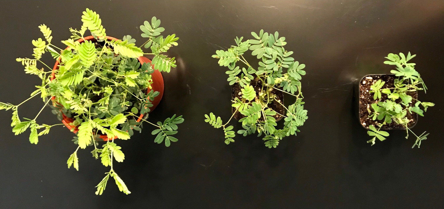 Heat Pack for Live Plant Shipping