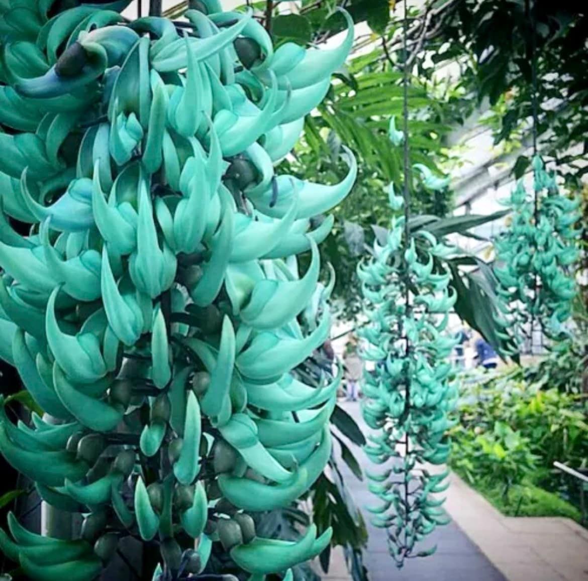 jade plant seed Rare Jade Heirloom Jade Vine Seeds ~ Strongylodon Macrobotrys ~ Emeral – Your Plant Bitch