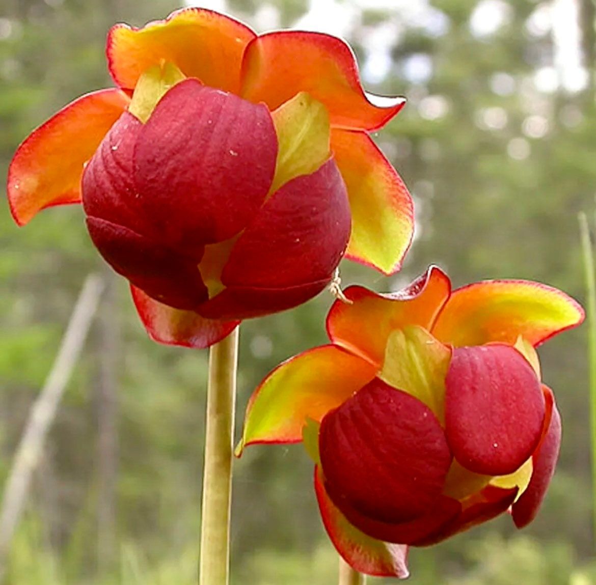 Rare Sarracenia Purpurea Seeds ~ Purple Pitcher ~ Perennial ~ Carnivorous Plants ~ Exotic Plants ~ Usual Plants