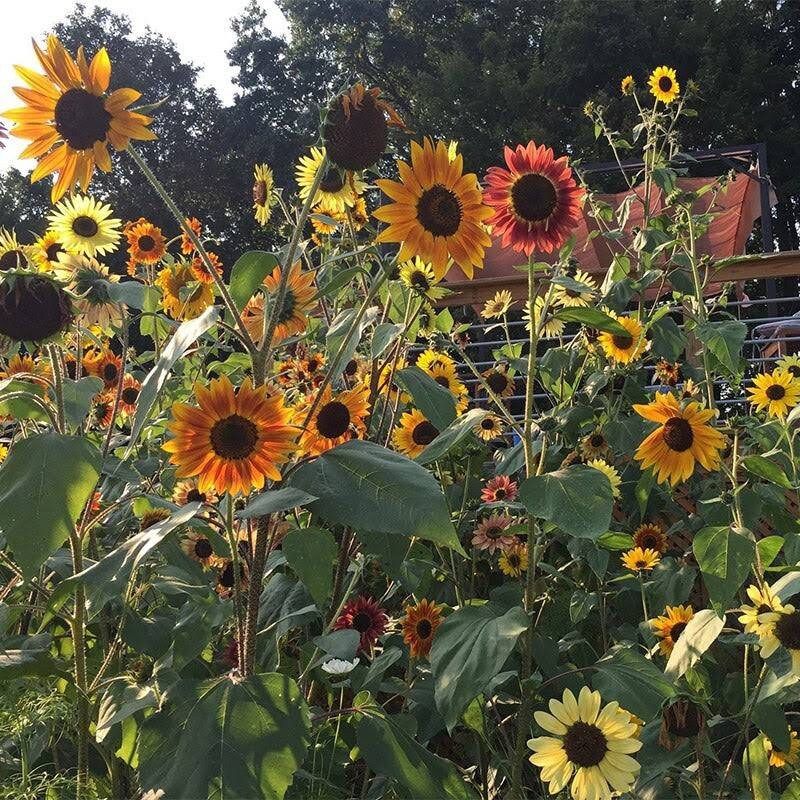 Autumn Beauty Mix Sunflower Seeds ~ Helianthus Annuus ~ Pretty Flowers ~ Garden ~ Fall ~ Heirloom Seeds ~ Autumn