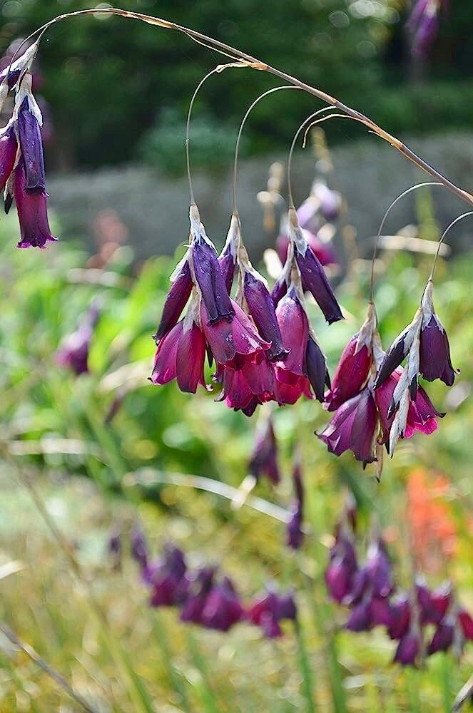 fairy fishing pole plant Blackbird Angel’s Fishing Rod ~ Dierama ~ Plants ~ Garden ~ Grow Your Own ~ Spring Flowers ~ Instead of Flowers ~ Bouquets