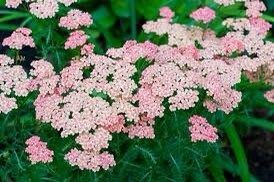 Achillea Millefolium Mix Seeds ~ Yarrow ~ Plants ~ Garden ~ Grow Your Own ~ Spring Flowers ~ Instead of Flowers ~ Presents