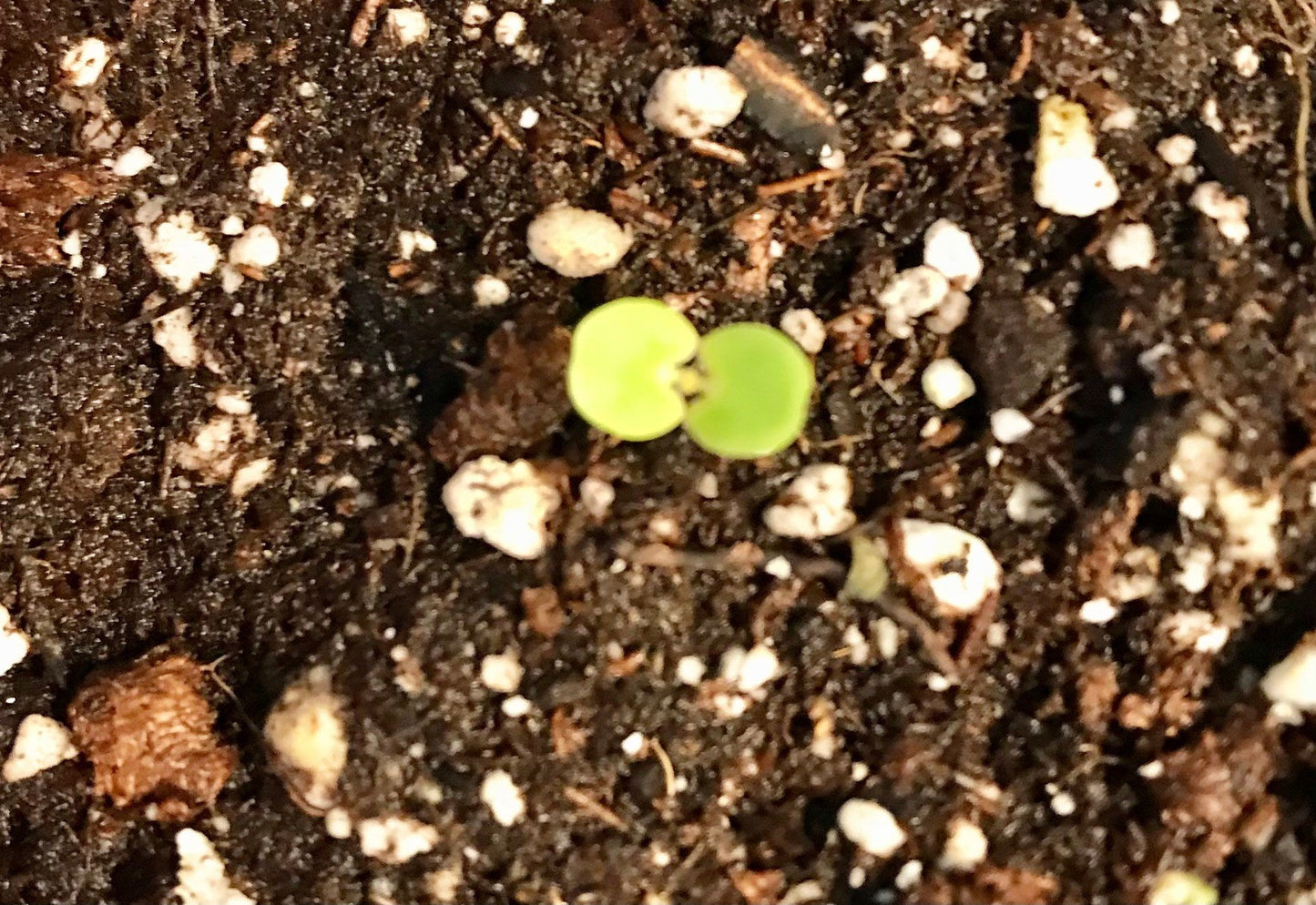 SMALL Mimosa Pudica Starter Grow Kit~Sensitive Plant~Touch-Me-Not~Sleepy Plant~Stocking Stuffers~Goodie Bags~Party Favors