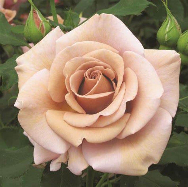 rose seeda Hot Chocolate Rose Seeds ~ Flower Bush ~ Perennial Flowers ~ Roses ~ Fragrance ~ Bouquet ~ Wedding ~ Flowers