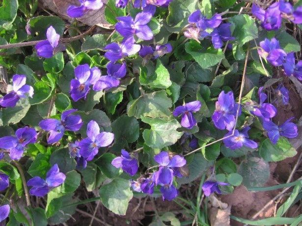 Viola Sororia Sorority Sisters Seeds ~ Flowers ~ Bouquet ~ Garden ~ Easy Growing Flowers ~ Flower Garden ~ Fresh Cut Flowers