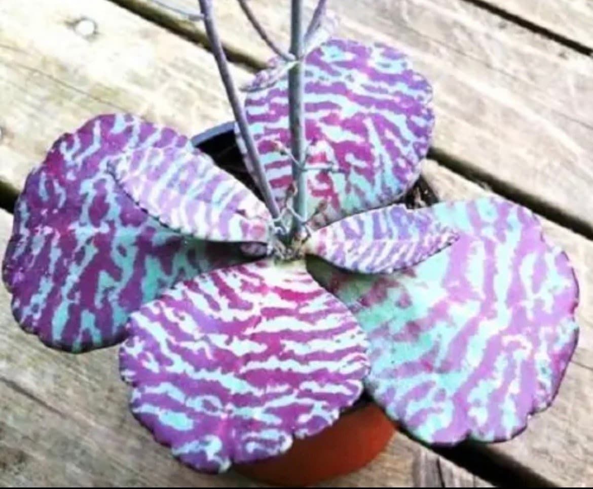 Rare Kalanchoe “Desert Surprise” Seeds ~ Humilis ~ Cactus ~ Cacti ~ Pretty Flowers ~ Easy ~ Flowers ~ Plants