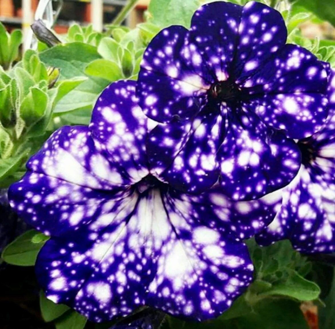 Petunia Starry Sky Blue Seeds ~ Night Sky ~ Grow Your Own ~ Spring Flowers ~ Instead of Flowers