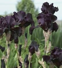 Black Iris Seeds ~ Gifts ~ Grow Your Own ~ Spring Flowers ~ Instead of Flowers