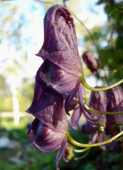 Rare Red Wine Climbing Monk's Hood Seeds ~ Aconitum Hemsleyanum ~ Devil's Helmet ~ Herbaceous Perennial Plants ~ Rare