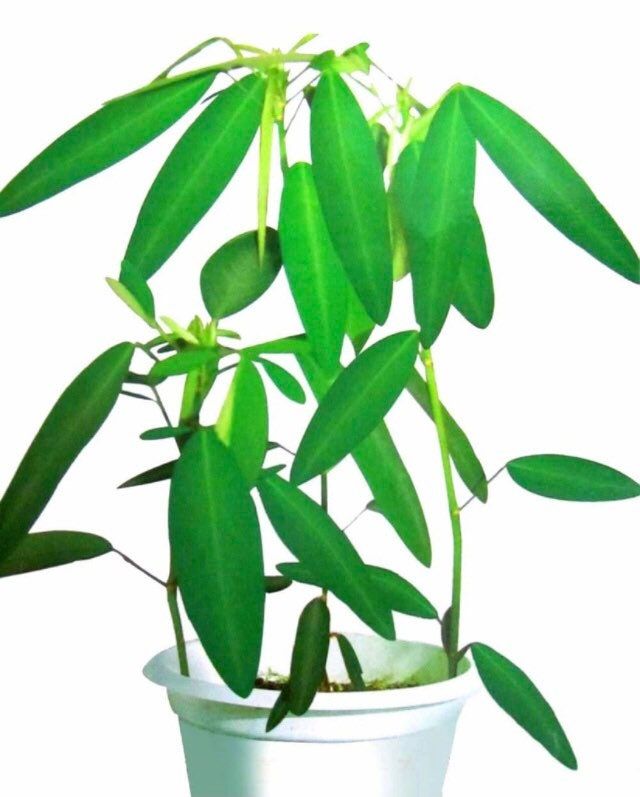 BIG Dancing Telegraph Plant Starter Grow Kit~Dancing Tree~Dancing Grass~Dancing Plant~Telegraph Plant~Stocking Stuffers
