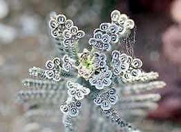 Blue Kalanchoe Flower Seeds ~ Succulent ~ Easy Care ~ Grow Your Own ~ Spring