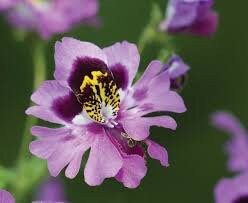 Chile Schizanthus Seeds ~ Plants ~ Garden ~ Grow Your Own ~ Spring Flowers ~ Instead of Flowers ~ Flowers
