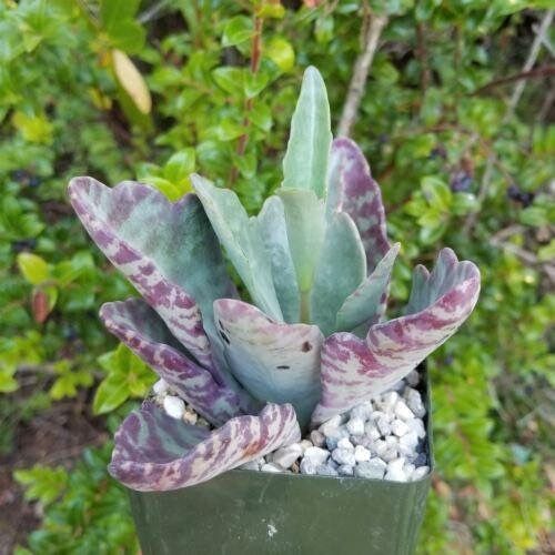Rare Kalanchoe “Desert Surprise” Seeds ~ Humilis ~ Cactus ~ Cacti ~ Pretty Flowers ~ Easy ~ Flowers ~ Plants