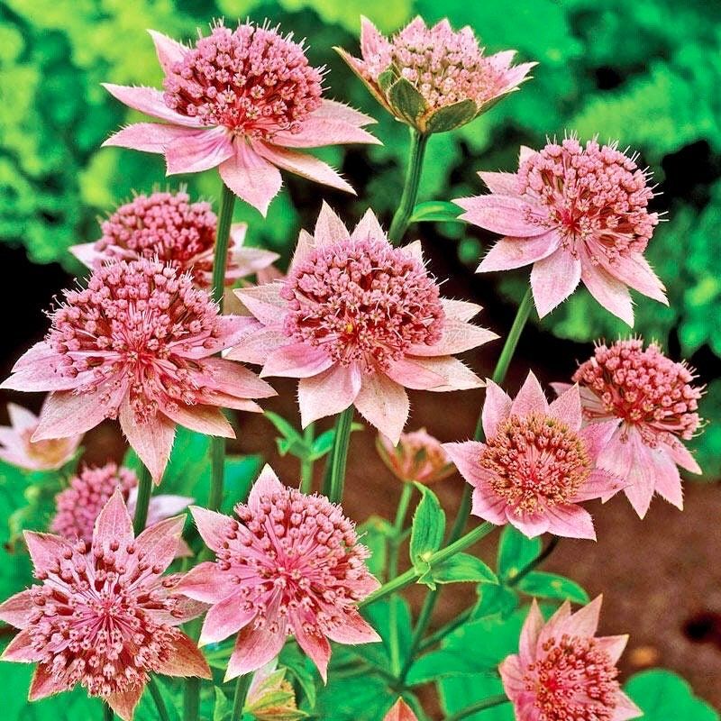 astrantia flower seeds Rosea Astrantia Major Seeds ~ 'Star of Billion' ~ The Great Masterwort ~ Garden ~ Grow Your Own ~ Spring Flowers ~ Instead of Flowers