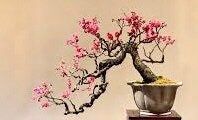 grow your own bonsai tree kit Bonsai Tree Starter Grow Kit ~ Grow Your Own Bonsai From Seed ~ Grow K – Your Plant Bitch