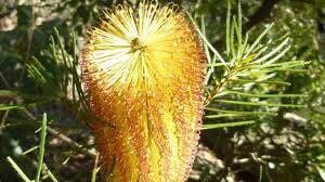 Banksia “FireWorks” Seeds ~ Plant ~ Rare ~ Exotic ~ Easy Care ~ Boutiques ~ Cut Flowers ~ Flowers ~ Garden ~ Cool