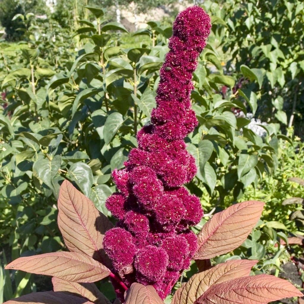 elephant head flower seeds Amaranth Elephant Head Seeds ~ Amaranthus Gangeticus ~ Unique ~ Dried Flowers ~ Bouquets ~ Bizarre