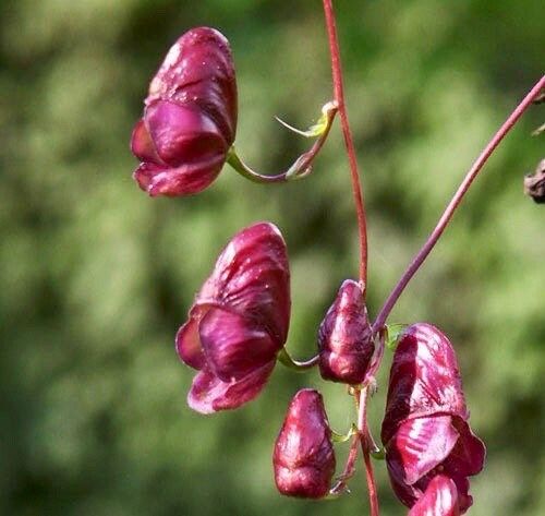 Rare Red Wine Climbing Monk's Hood Seeds ~ Aconitum Hemsleyanum ~ Devil's Helmet ~ Herbaceous Perennial Plants ~ Rare