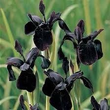 Black Iris Seeds ~ Gifts ~ Grow Your Own ~ Spring Flowers ~ Instead of Flowers