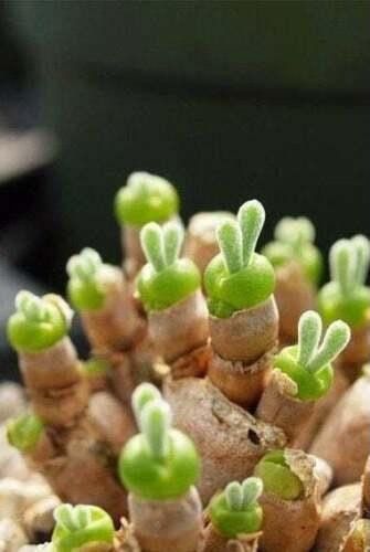 seeds for succulent plants Monilaria Moniliformis Seeds ~ Bunny Succulents ~ Monilaria Obconica ~ – Your Plant Bitch