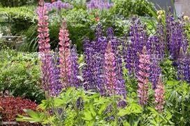 Lupine Perennis Seeds ~ Wild Lupine ~ Heirloom Seeds