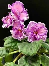 Rare Trailing African Violet Seeds ~ Saintpaulia ~ Indoor Plant ~ House Plants ~ Christmas Presents ~ Holiday Gifts ~ Stocking Stuffers