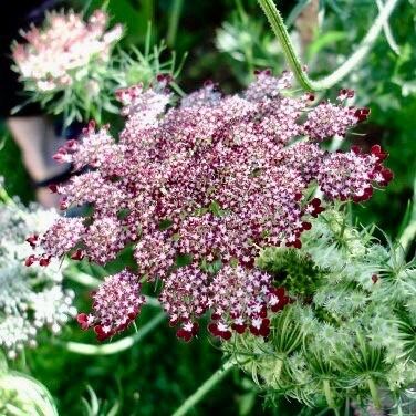 Maroon Lace Flower Seeds ~ Purple Kissesara ~ Daucus ~ Queen Anne's Lace ~ Daucus Carota ~ Dried Flowers ~ Dried Flowers Bouquets ~ Boho