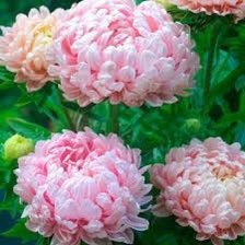 Apricot Aster (Peony Duchess) Seeds ~ Peony ~ Garden ~ Pretty Flowers ~ Bouquet ~ Wedding Flowers ~ Flowers