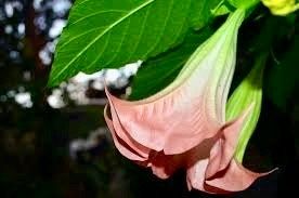 Frosty Pink Angel’s Trumpet Vine Seeds ~ Peach ~Brugmansia Sanguinea ~ Trumpet Creeper ~ Fresh Seeds ~ Bloom ~ Flowers ~ Fragrance ~ Pretty
