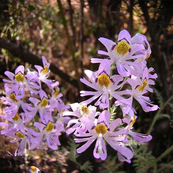 Chile Schizanthus Seeds ~ Plants ~ Garden ~ Grow Your Own ~ Spring Flowers ~ Instead of Flowers ~ Flowers