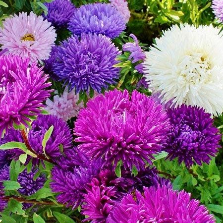Aster Gremlin Double Mix Seeds ~ Flowers ~ Colorful ~ Garden ~ Spring ~ Plants