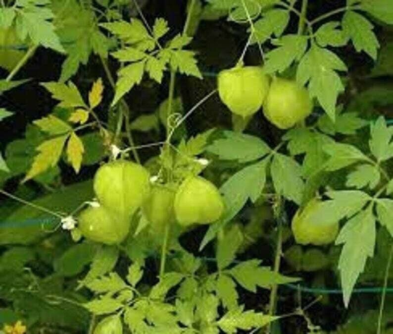 Balloon Vine Seeds ~ Cardiospermum Halicacabum ~ Cool Flowers ~ Rare ~ Heirloom Seeds