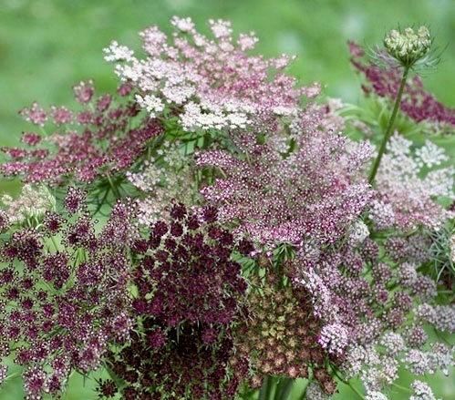 Maroon Lace Flower Seeds ~ Purple Kissesara ~ Daucus ~ Queen Anne's Lace ~ Daucus Carota ~ Dried Flowers ~ Dried Flowers Bouquets ~ Boho