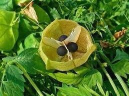 Balloon Vine Seeds ~ Cardiospermum Halicacabum ~ Cool Flowers ~ Rare ~ Heirloom Seeds