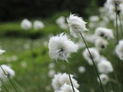 Rare Seuss Cotton Grass Seeds ~ Eriophorum Angustifolium ~ Whimsical ~ Cotton Balls ~ Fairytale ~ Fall ~ Season ~ Dried Flowers ~ Bouquet