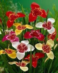 Red Tigridia Pavonia Seeds ~ Tiger Flower ~ Mexican Shell Flower ~ Peacock Flower ~ Garden ~ Grow Your Own ~ Spring Flowers