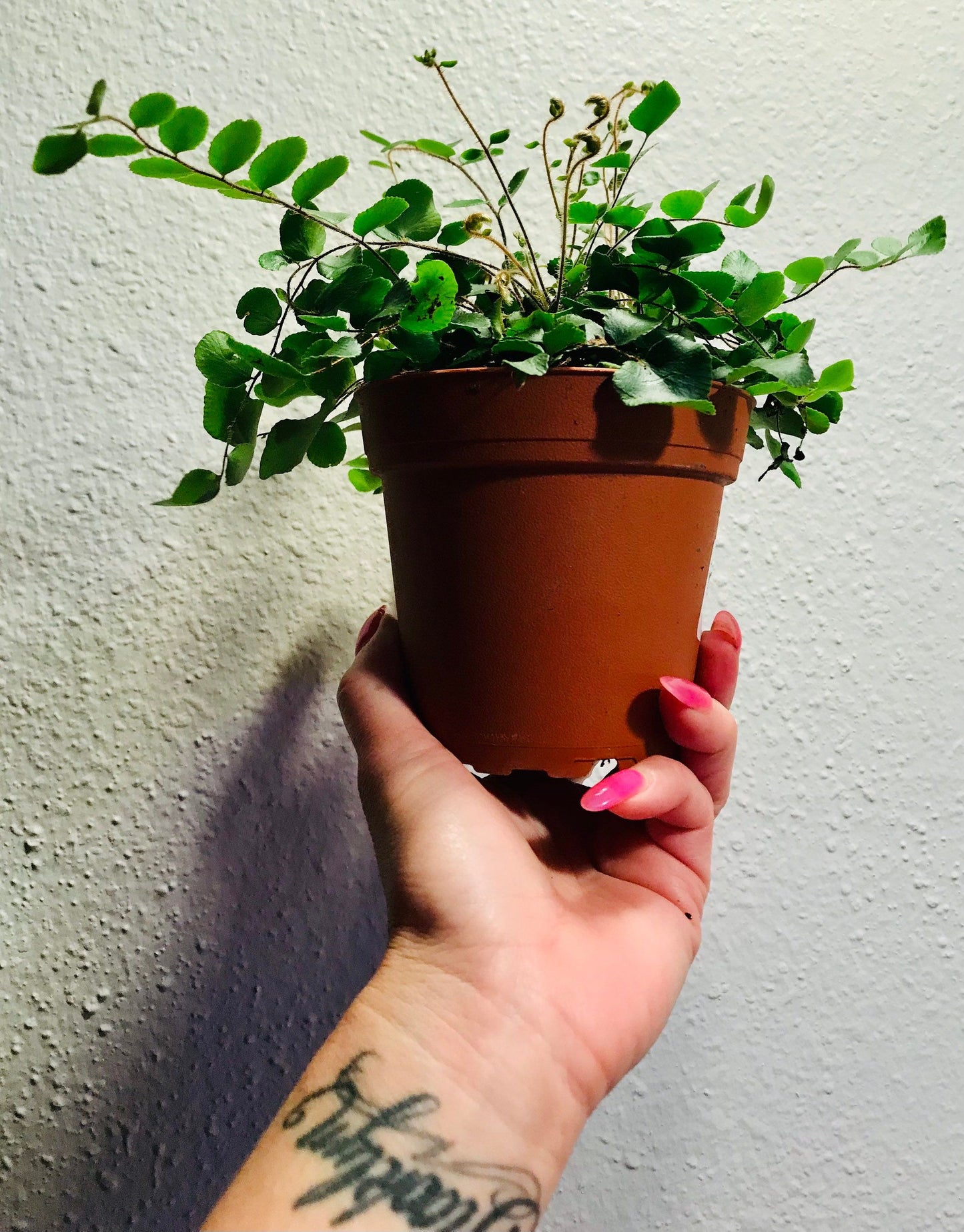 Button Fern ~ Cliff Brake ~ Round-Leafed Fern ~ Tarawera ~ Pellaea Rotundifolia