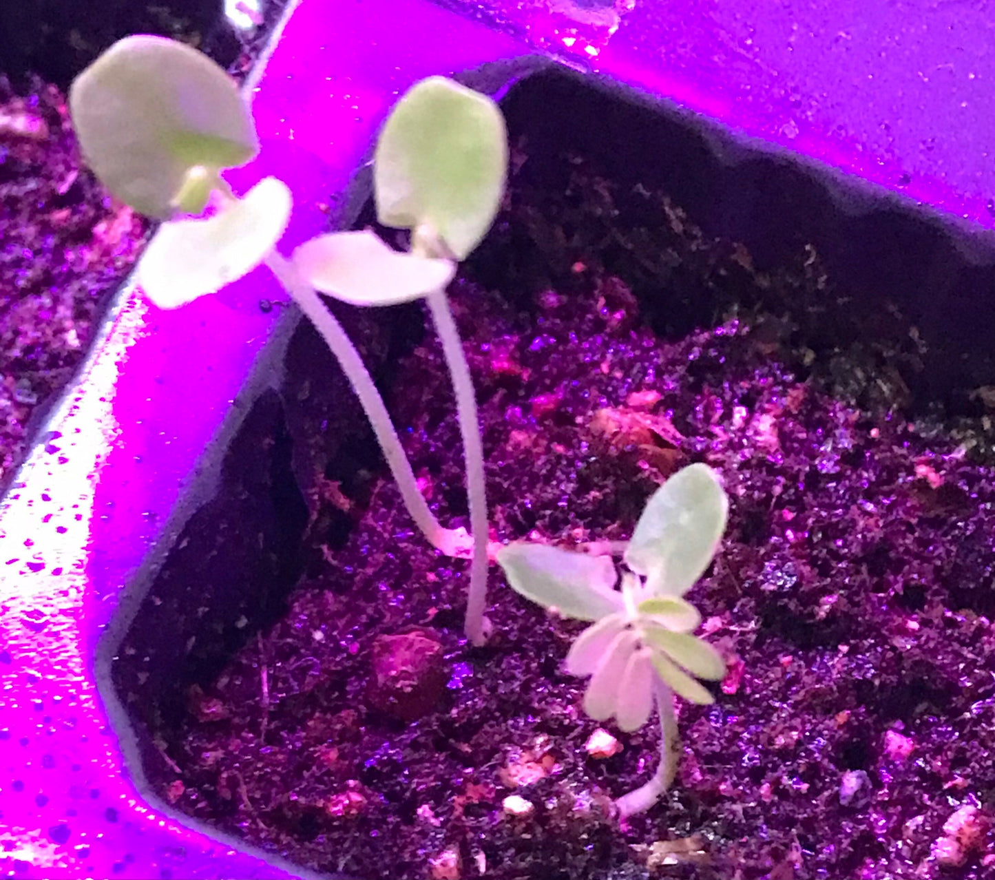 SMALL Mimosa Pudica Starter Grow Kit~Sensitive Plant~Touch-Me-Not~Sleepy Plant~Stocking Stuffers~Goodie Bags~Party Favors