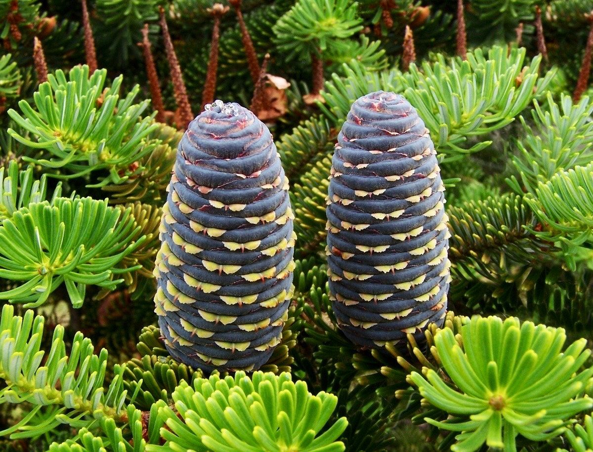 korean garden seeds Abies Korean Seeds ~ Korean Fir ~ Plants ~ Garden ~ Grow Your Own ~ Sp – Your Plant Bitch