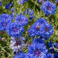 Cornflower ‘Jubilee Gem’ Seeds ~ Organic ~ Centaurea Cyanus ~ Flowering Plant ~ Unusual Flowers ~ Flower ~ Growing Flowers ~ Garden ~ Plant