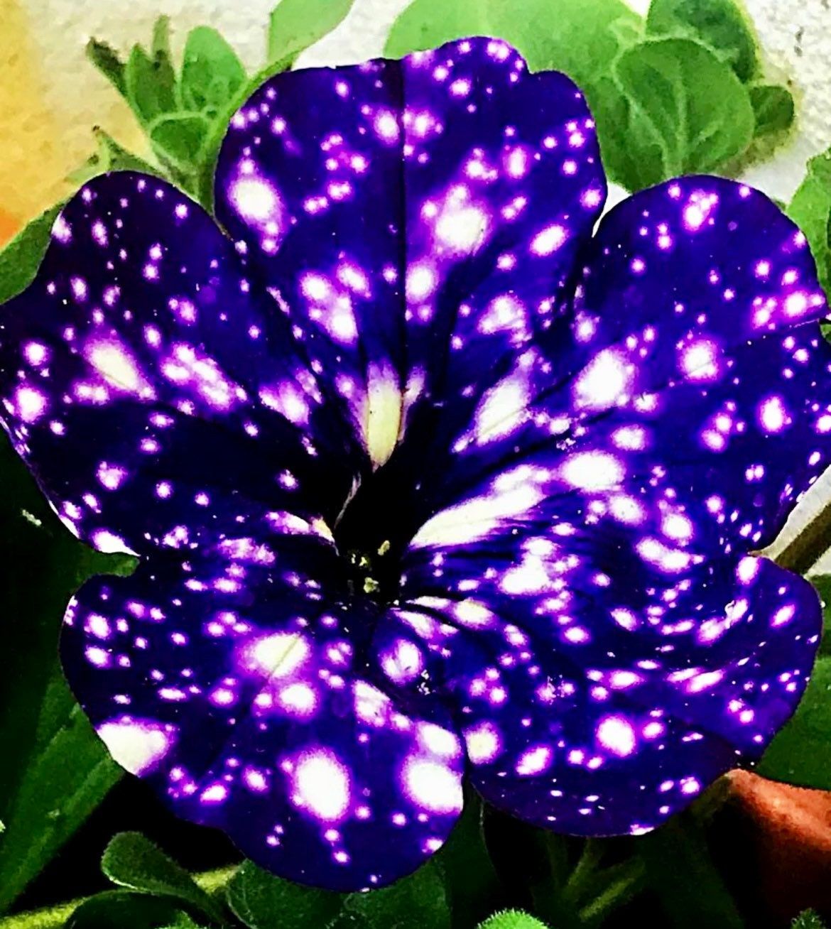 Petunia Starry Sky Blue Seeds ~ Night Sky ~ Grow Your Own ~ Spring Flowers ~ Instead of Flowers