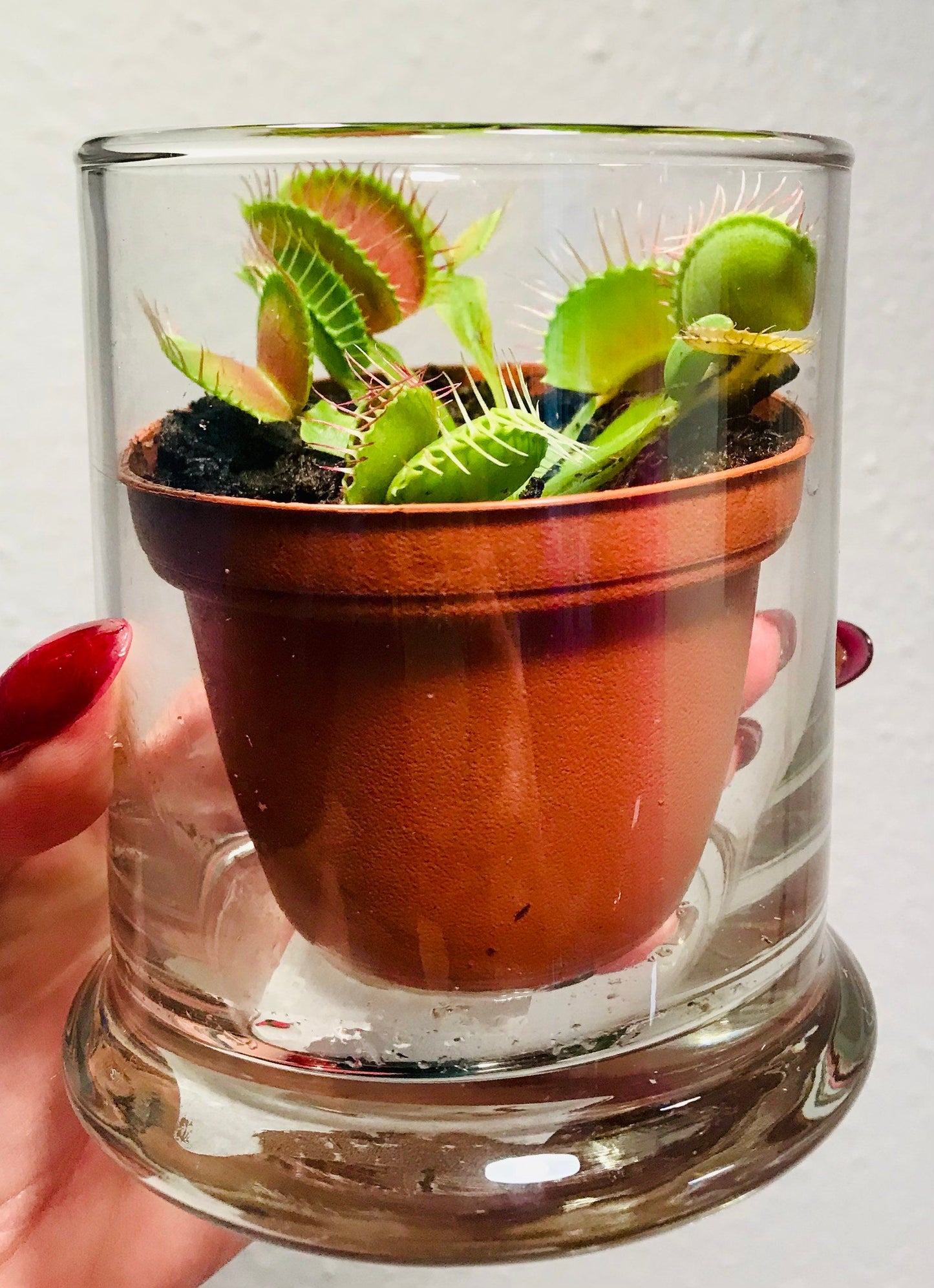 Big Mouth Venus Flytrap ~ Dionaea Muscipula ~ Carnivorous Plants ~ Carnivore ~ Houseplant