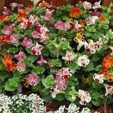 Mimulus Hybrida Magic Spring Blossom Seeds ~ Monkey Flower ~ Flower Seeds ~ Plants ~ Garden ~ Grow Your Own