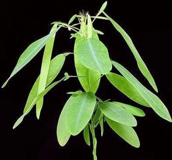 BIG Dancing Telegraph Plant Starter Grow Kit~Dancing Tree~Dancing Grass~Dancing Plant~Telegraph Plant~Stocking Stuffers
